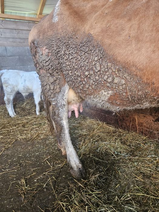 Vând vaca cu vițel