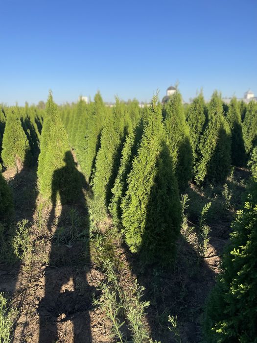 Tuia smaragd la super pret (doar angro)