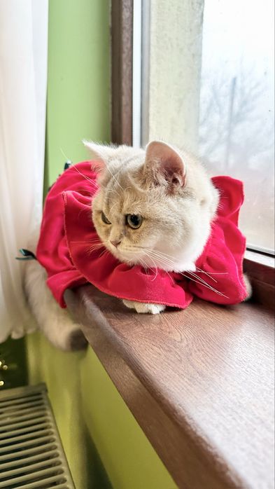 British Shorthair Chinchilla Blue Golden - Fetita certificat pedigree