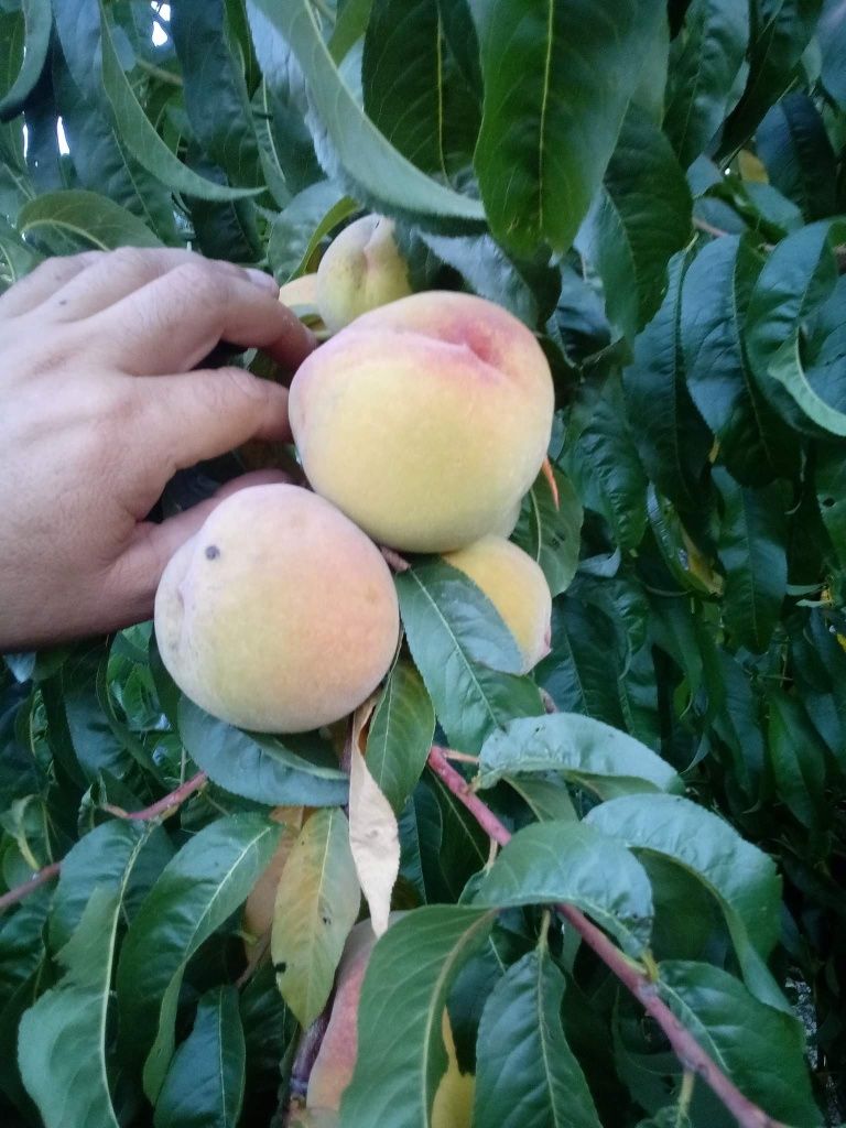 Produc si vand pomi fructiferi columnari si normali