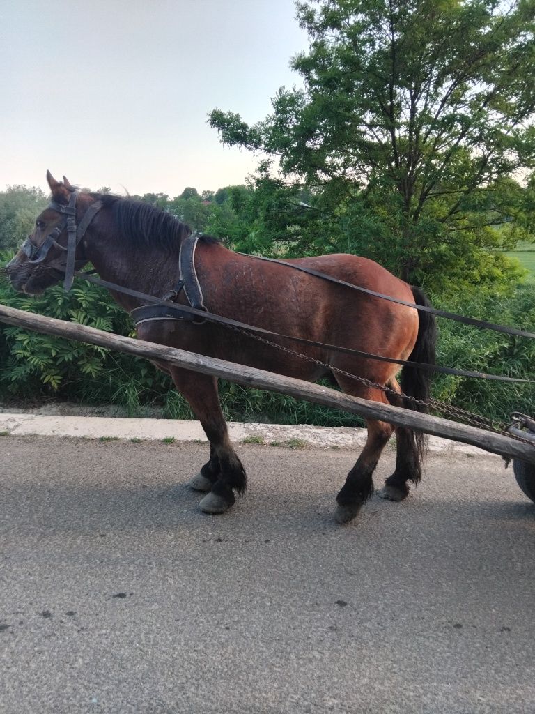 Vând cal de 8 ani