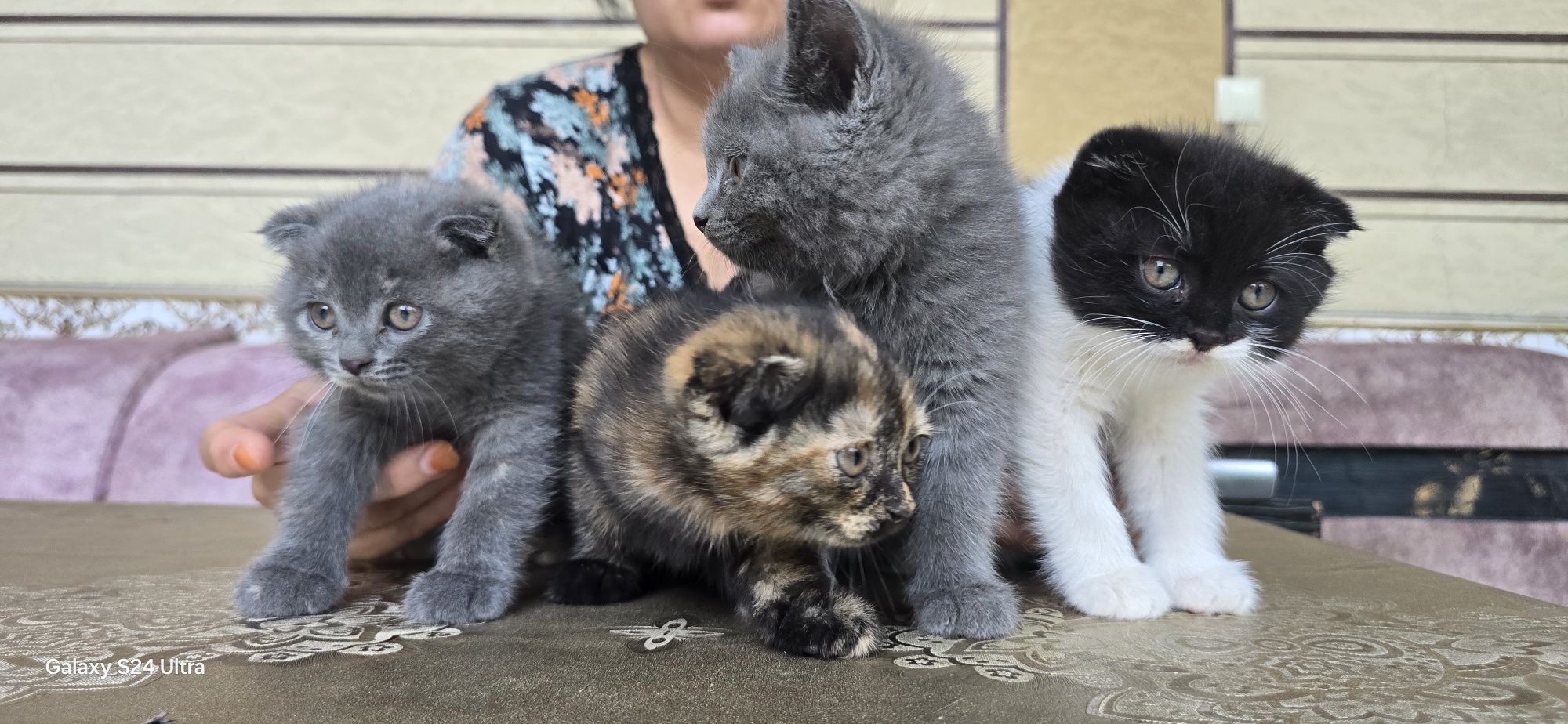 Красивые котята 2 месяца