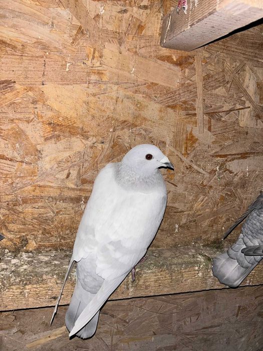 Vand porumbei voiajori milky