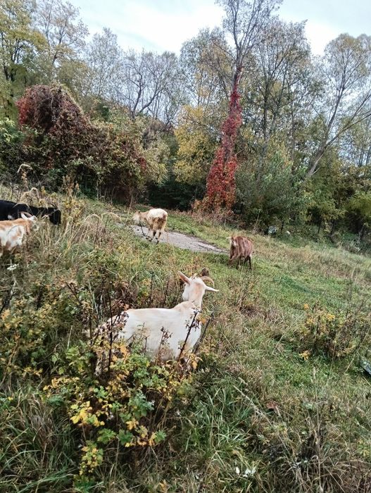 De vânzare capre românești