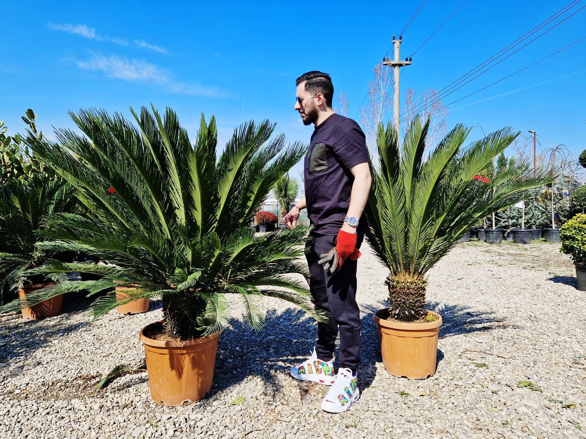 Vând palmieri cycas revolut