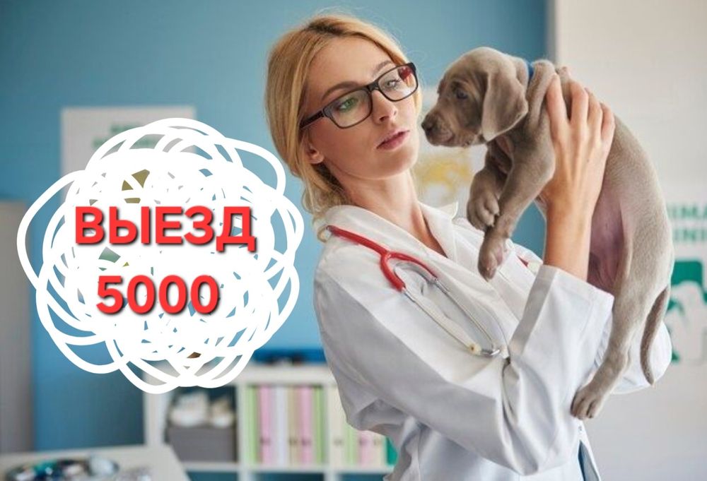 Ветеринар Ветеринарный врач на дом Вакцинация УЗИ выезд вызов