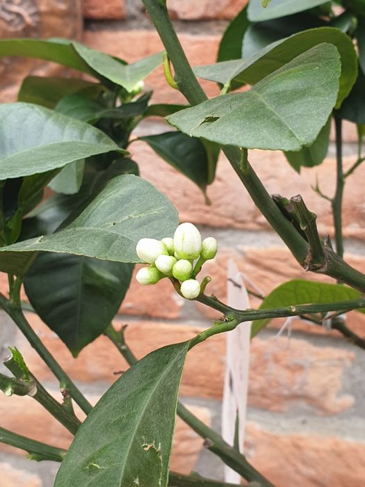 Portocal rosu de Sicilia