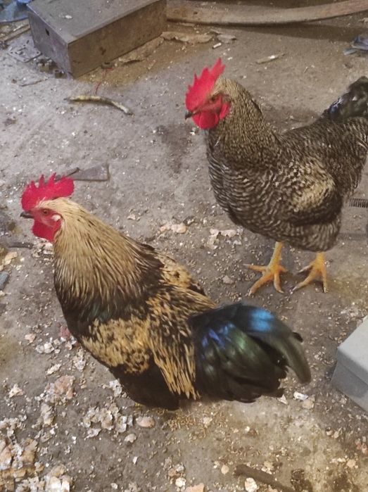 Продам петухов порода Плимутрок