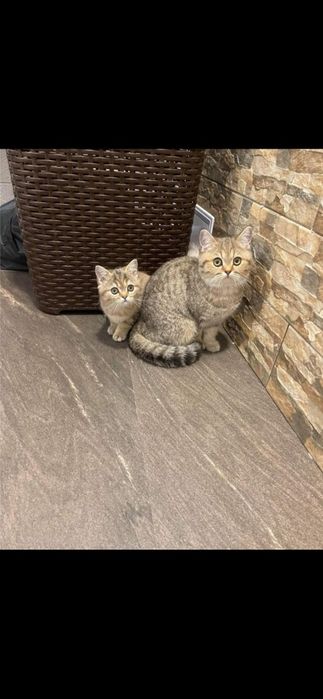 British shorthair băiețel
