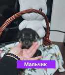 От дам щенков в добрые руки
