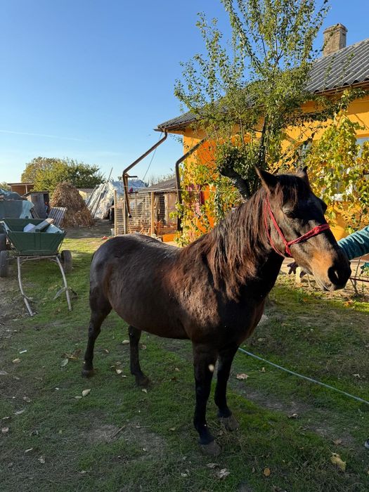 Vând iapă foarte îngrijită