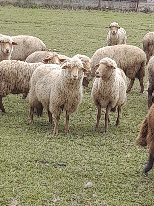 35 de oi de vânzare