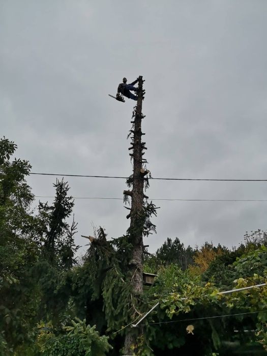 Рязане на опасни дървета, кастрене на клони, услуги от алпинисти