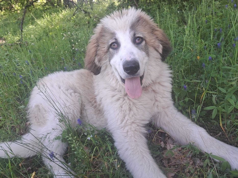 Подарявам каракачанско куче