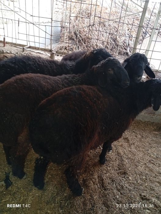 Кучкорлар сотилади тезда семиз сифатли йош хурон чиройли!