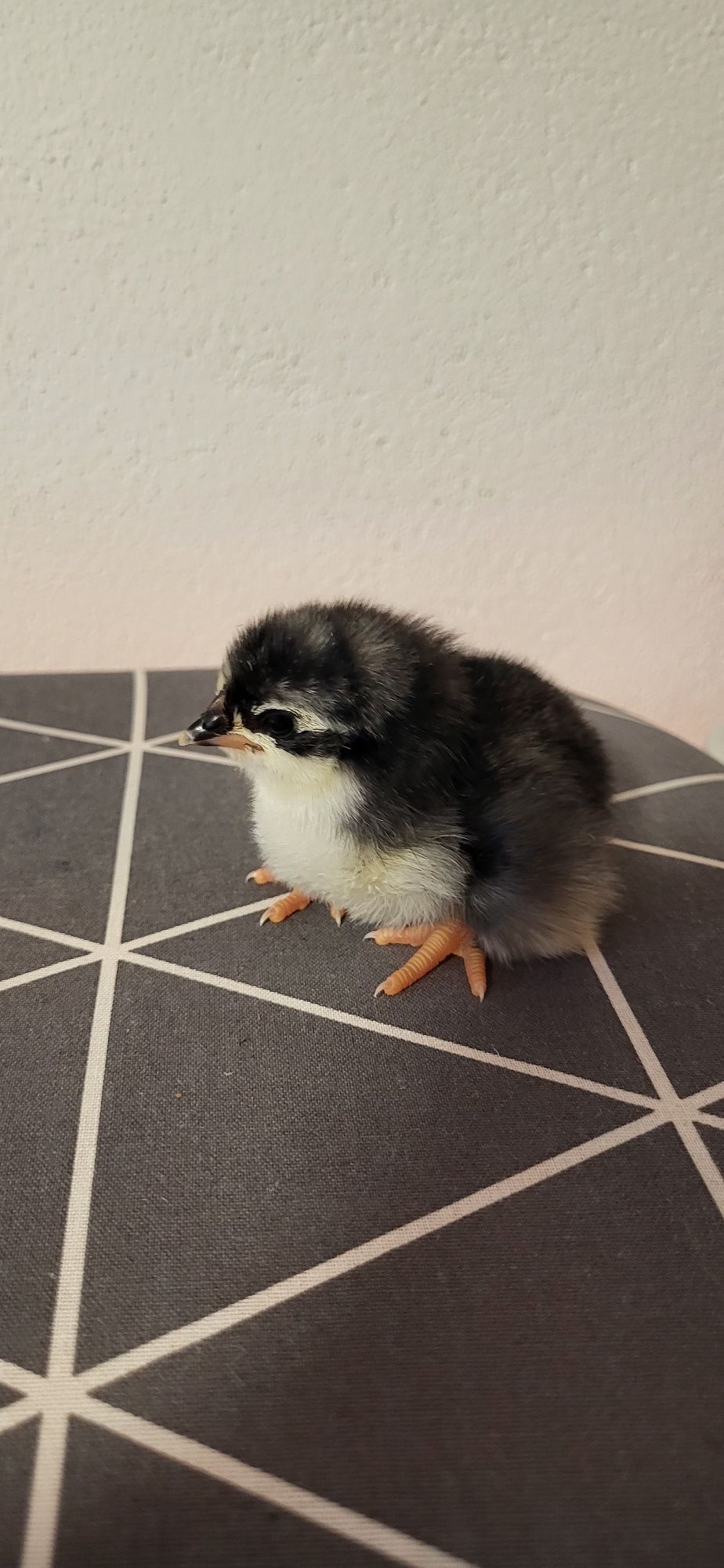 Vând pui Australorp