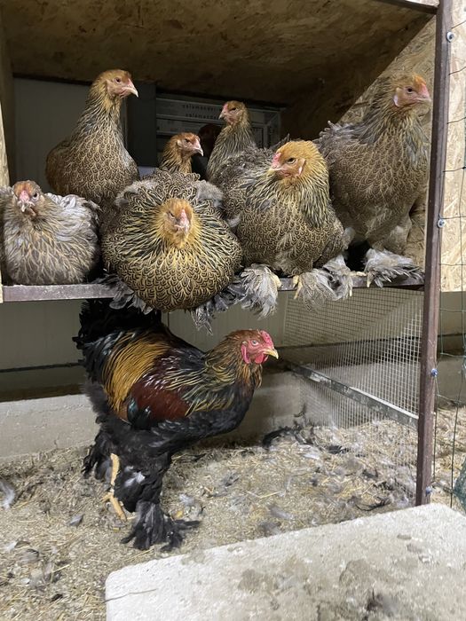 Oua incubat pui gaini de rasa Australorp Brahma Jersey Giant La Bresse