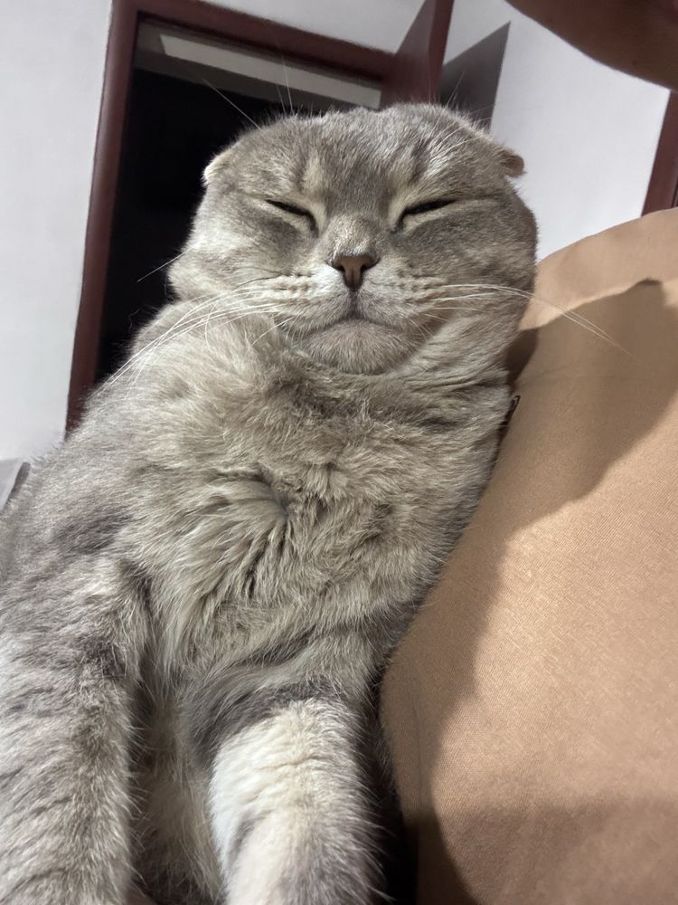 Кот прямоухий продам