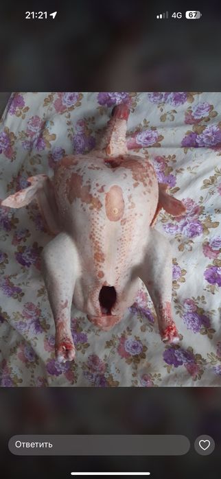 Домашние индейки