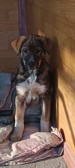 Отдам  только очень хорошие ручки собачку девочку 2 месяца