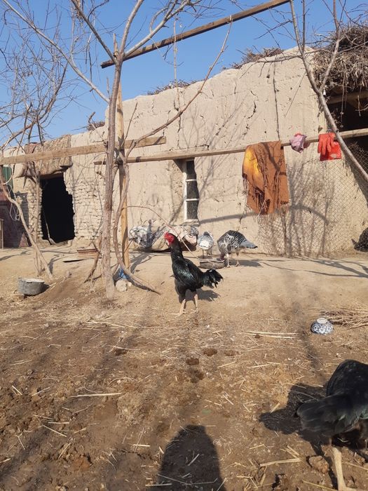 Kulangi xo'roz zotdor yaxshi urshadi