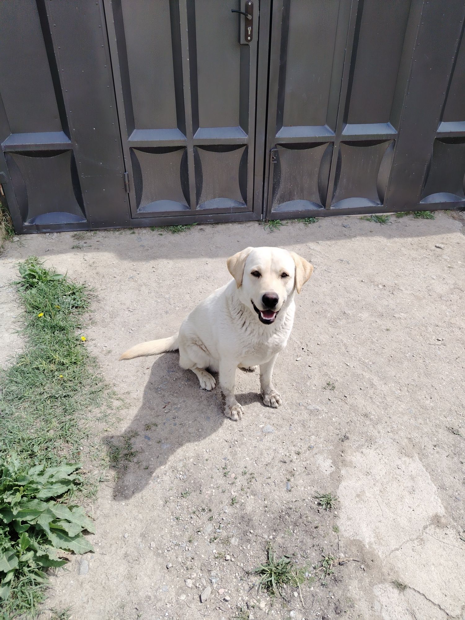 Labrador retriver