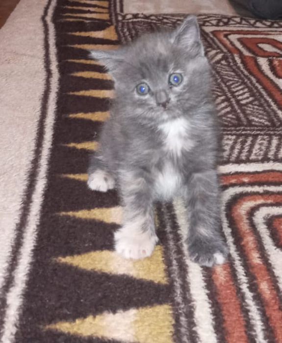 Отдам в добрые руки