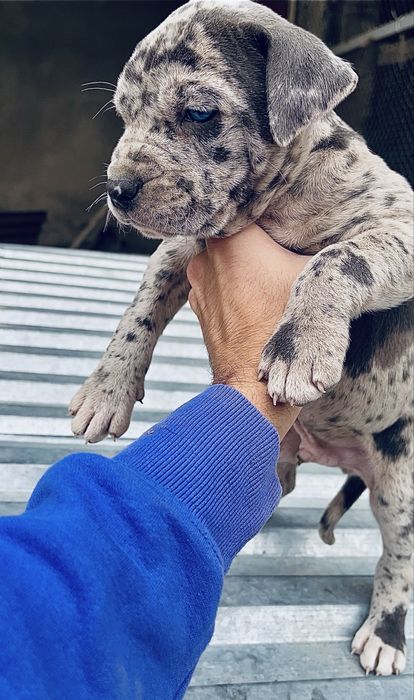 Щенки питбультертера