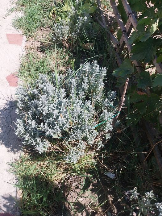 Lavanda la ghiveci înflorește primăvara și toamna