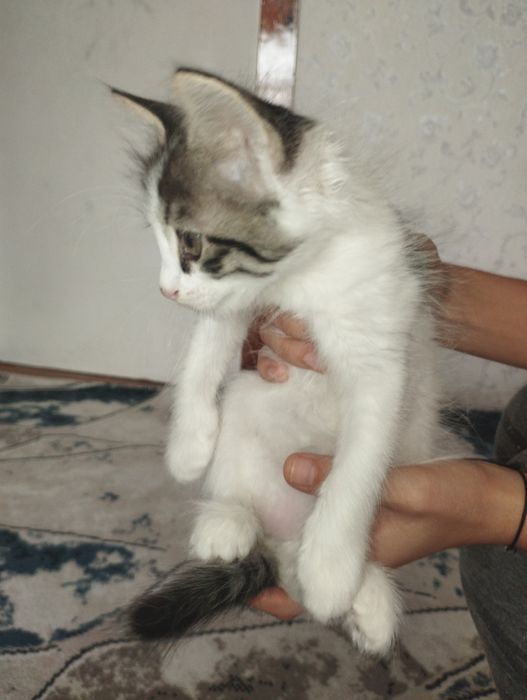 Mushuk yaxshi qoʻllarga beriladi