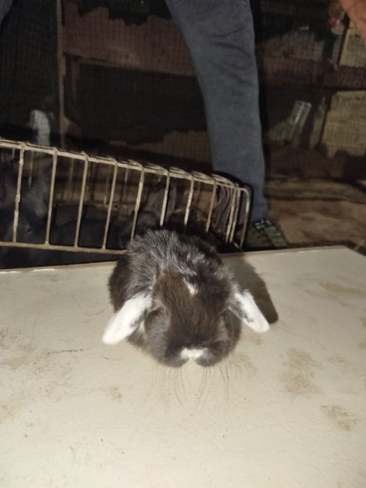 Quyonlar karlik baran