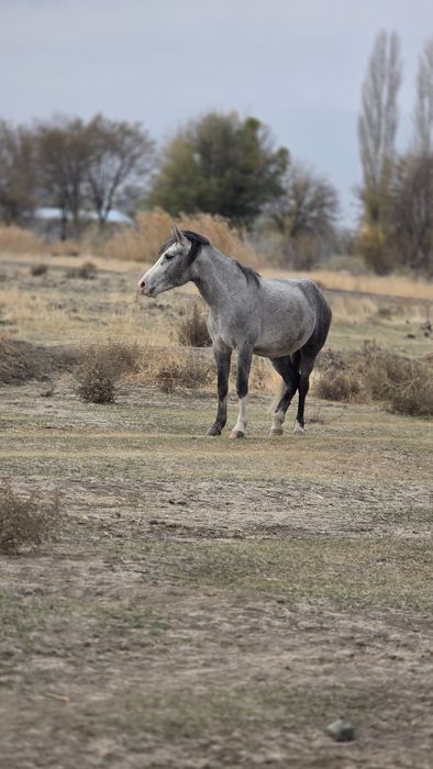 Продам   лошадей