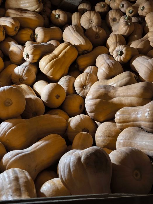 Тикви сорт Матилда