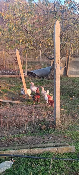 Млади петли на по 5 м