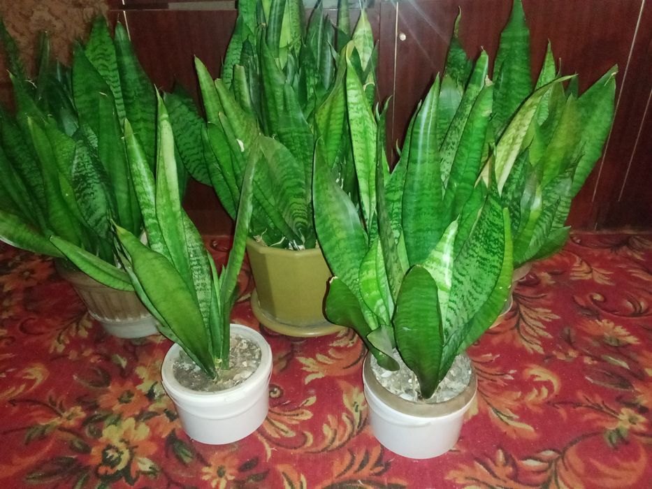 Цветы комнатные Сансевьера