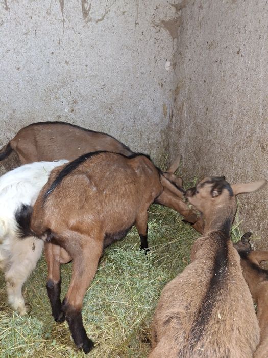 Vând iezi Alpini Francezi