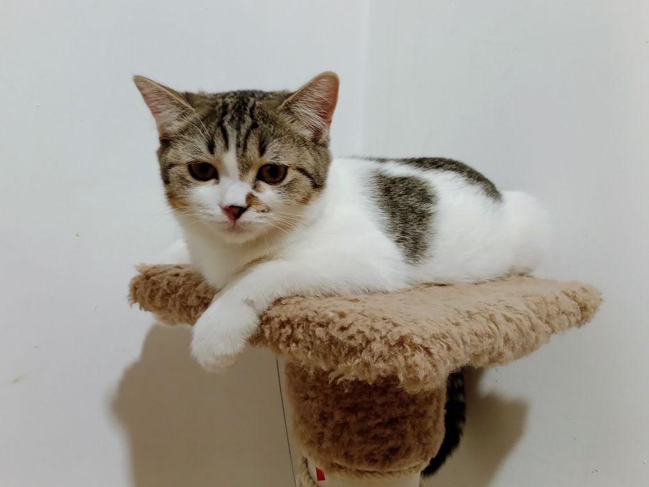 Скоттиш Страйт биколор