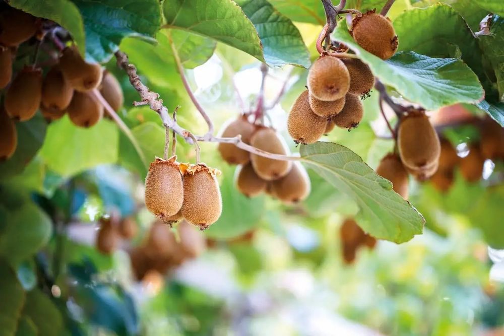 Kiwi Soiuri Diferite