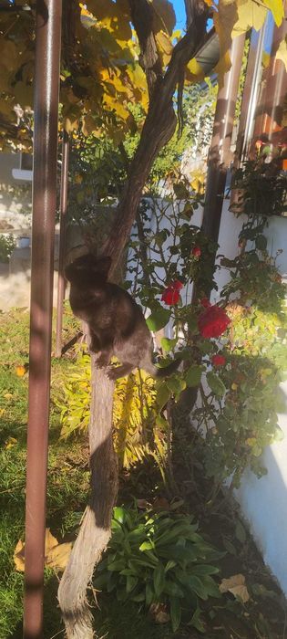 Adoptie pisici gratuit !