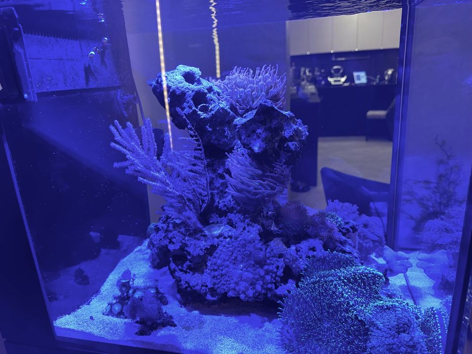 Acvariu marin complet cu corali Red Sea Max Nano Peninsula G2