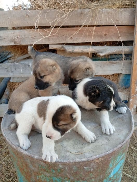 Alabay gidiklar Sotiladi