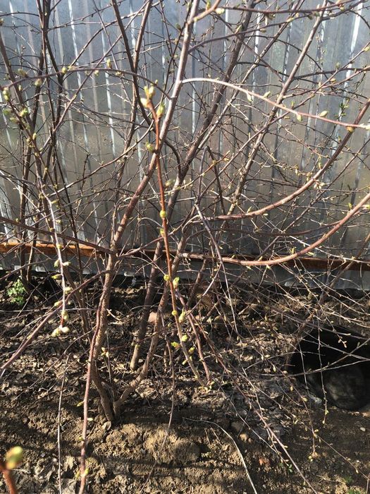 Продам саженцы вишни