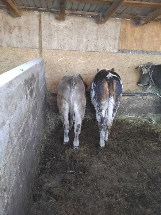 Vând vital și vita