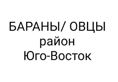 Бараны,овцы. Қойлар