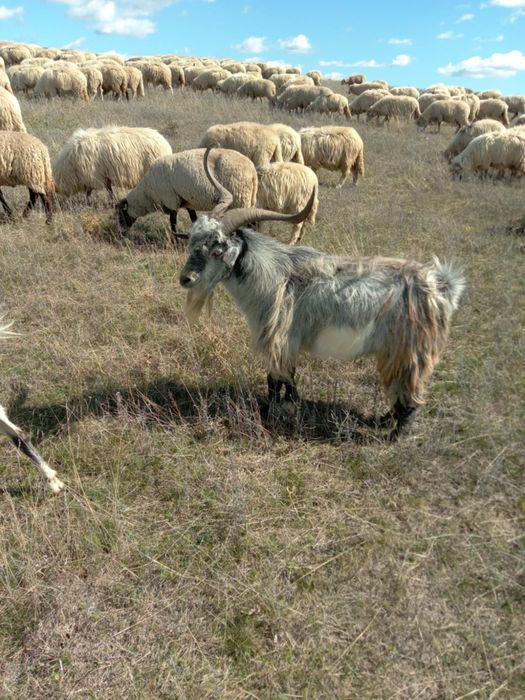 Țap de vânzare !!!