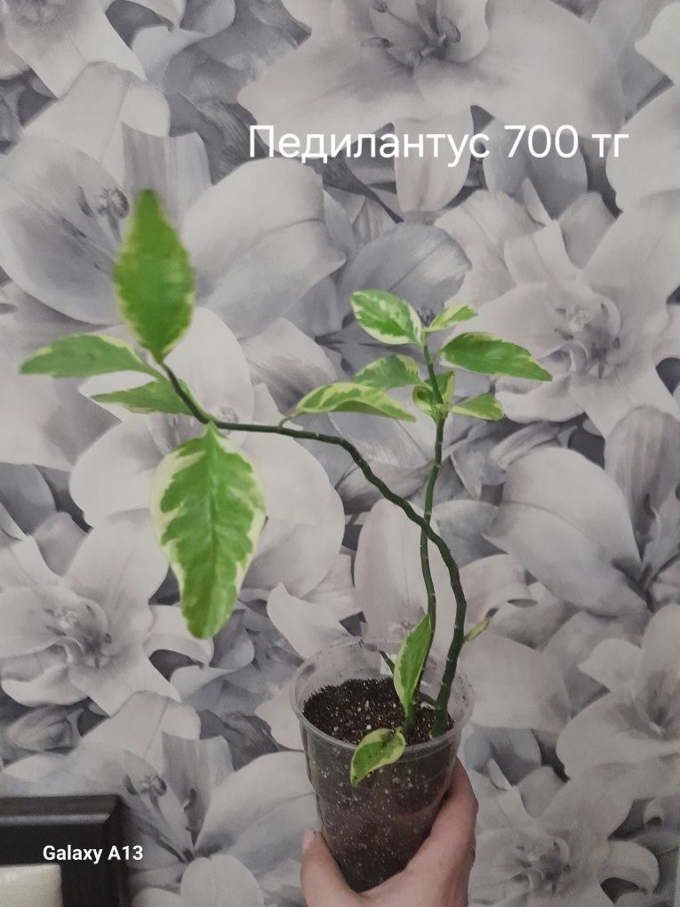 Фикус педилантус