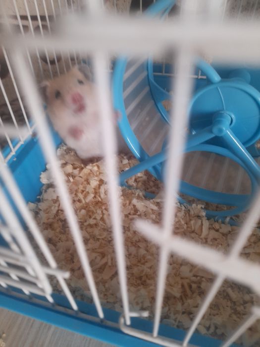 Hamster/ Hamyak/ Hamichok