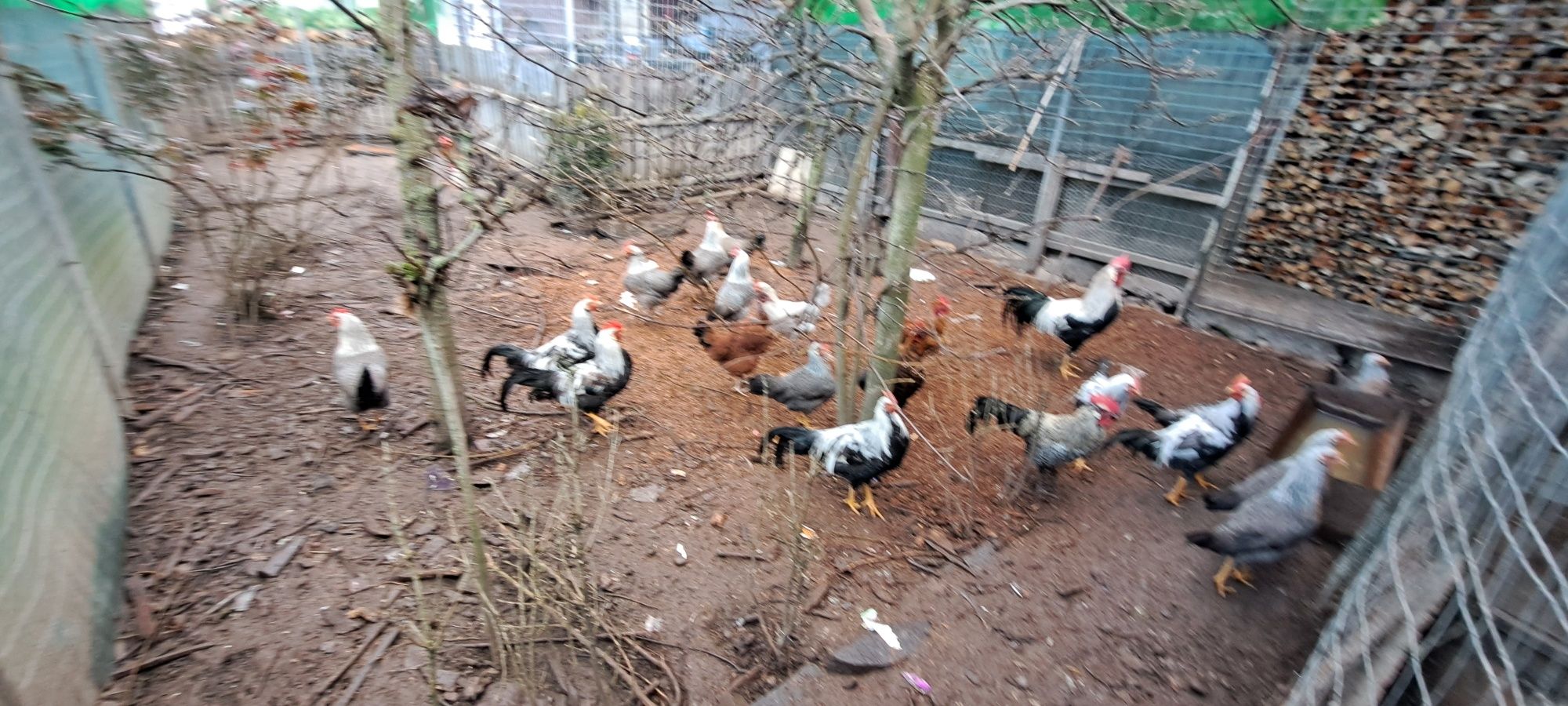Cocoșei  rasa italiana argintie