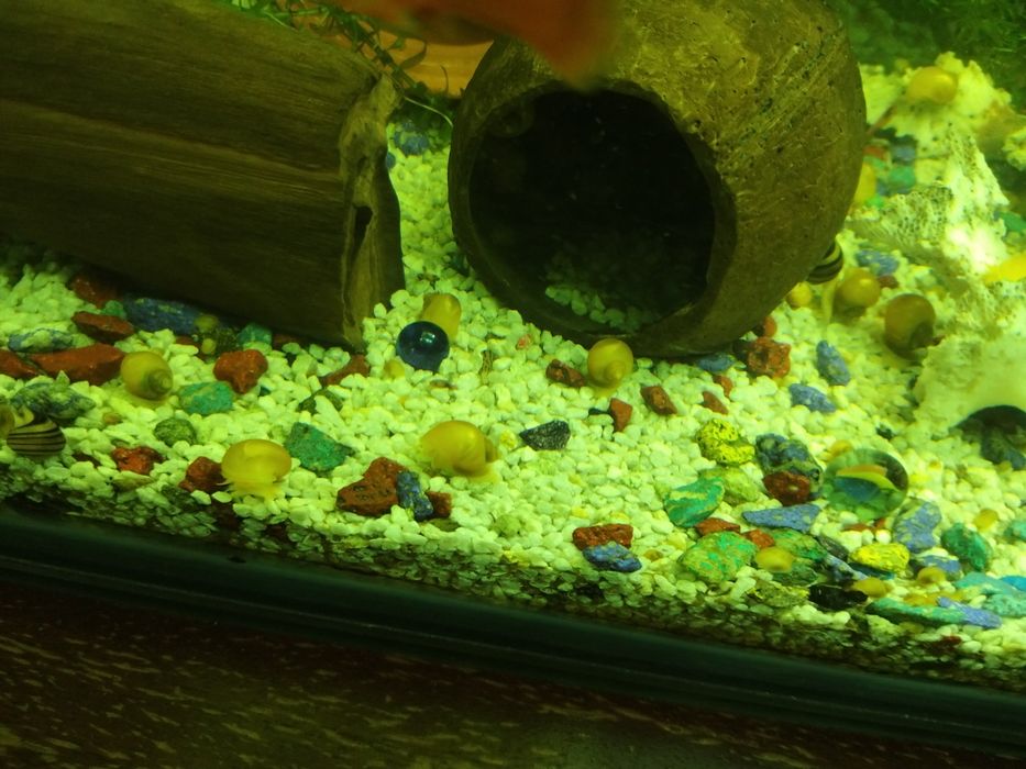 Продам аквариумы и рыб