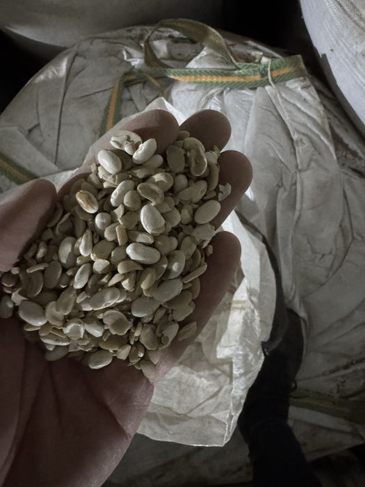 Vand spartura de fasole furaj